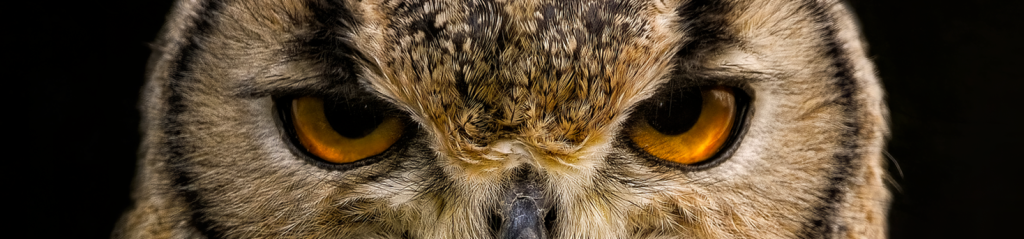An owl looks directly at a camera.